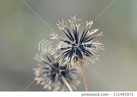 鬼針草/粘蟲（鬼針草屬）荒地出售 131495872