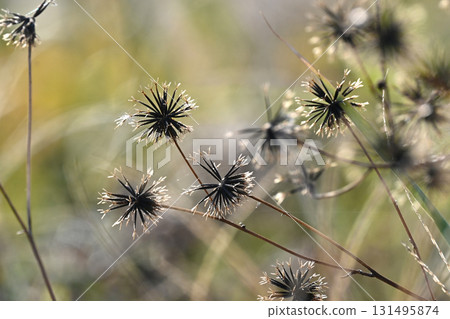 鬼針草/粘蟲（鬼針草屬）荒地出售 131495874