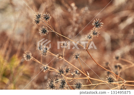 鬼針草/粘蟲(鬼針草屬)荒地出售 鬼針草/粘蟲(鬼針草屬)荒地出售 131495875