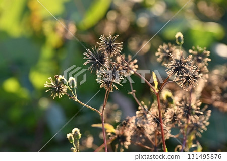 鬼針草/粘蟲（鬼針草屬）荒地出售 131495876