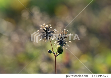 Bidens/Sticky bug (genus Bidens) Wasteland Land for sale 131495877