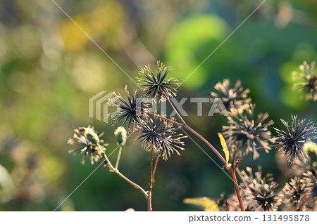 鬼針草/粘蟲(鬼針草屬)荒地出售 鬼針草/粘蟲(鬼針草屬)荒地出售 131495878