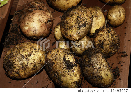 Fresh home grown potatoes just been pulled out of the ground with soil still on them Fresh home grown potatoes just been pulled out of the ground with soil still on them 131495937