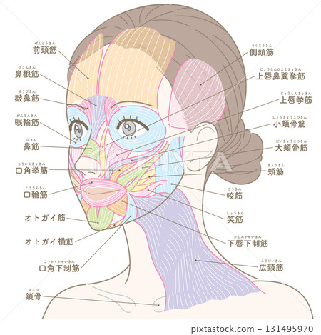 Facial muscles and platysma muscle (named) seen from an oblique angle Facial muscles and platysma muscle (named) seen from an oblique angle 131495970