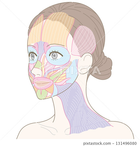 臉部肌肉和頸闊肌（未命名）的斜視圖 131496080