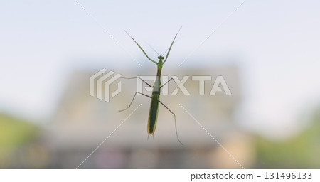 Close-up Grasshopper sitting on window. The concept of carefree summer time, rest, relaxation in nature. Close-up Grasshopper sitting on window. The concept of carefree summer time, rest, relaxation in nature. 131496133