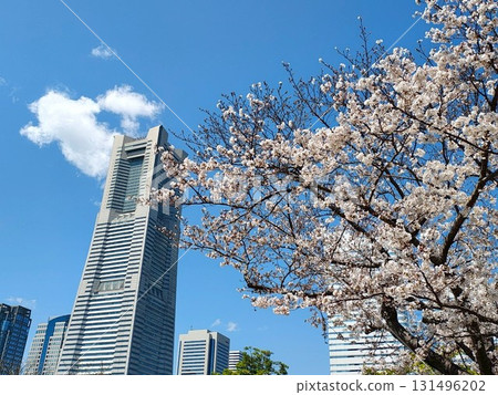 這是在港未來拍攝的櫻花和地標塔的照片。 這是在港未來拍攝的櫻花和地標塔的照片。 131496202