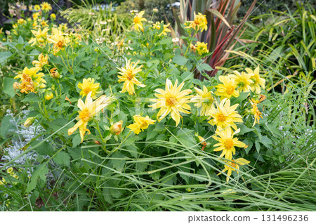 Yellow flowers blooming in early summer Yellow flowers blooming in early summer 131496236