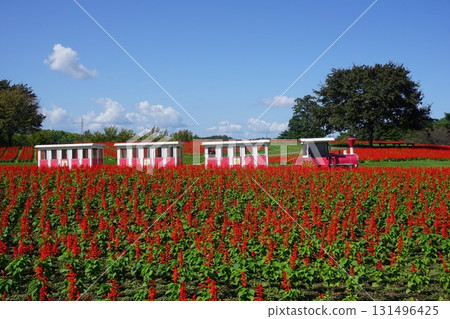 日本最大的花卉公園“鳥取花卉走廊”：丹參盛開的花山 131496425
