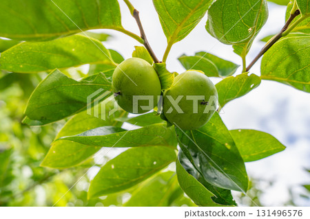 Immature persimmon tree Immature persimmon tree 131496576