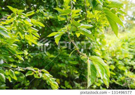 Immature persimmon tree Immature persimmon tree 131496577