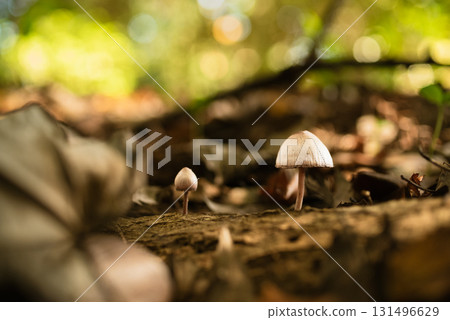 Mushrooms in the forest Mushrooms in the forest 131496629