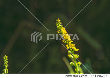 Autumn flowers: Yellow flowers with gold Mizuhiki 03 Autumn flowers: Yellow flowers with gold Mizuhiki 03 131496714
