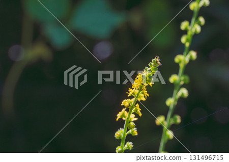Autumn flowers: Yellow flowers with gold Mizuhiki 04 Autumn flowers: Yellow flowers with gold Mizuhiki 04 131496715