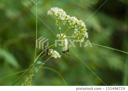 秋日森林：昆蟲聚集在男重子樹的白色花朵周圍 02 131496729