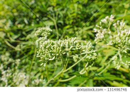 秋季森林： Eupatorium tuberosum 04 芽的特寫 131496746
