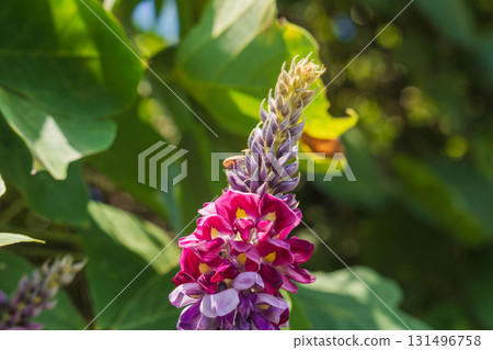 Autumn forest: Close-up of pink and purple kudzu flowers 02 Autumn forest: Close-up of pink and purple kudzu flowers 02 131496758