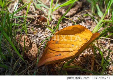 Autumn forest: sunlight shining through fallen leaves 06 131496767