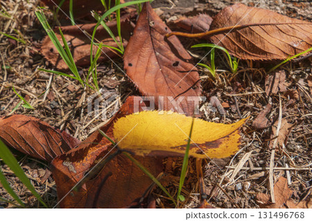 Autumn forest: sunlight shining through fallen leaves 07 131496768