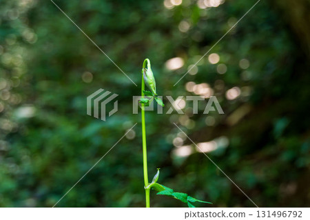 秋日森林 - 陰涼處的野岳花蕾 07 131496792