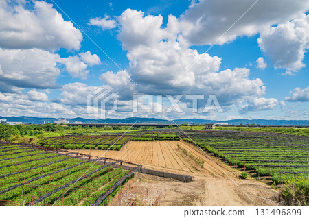 Tea fields spreading along the Kizu River riverbed, Yawata City, Kyoto Prefecture 131496899