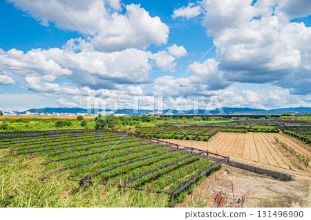 Tea fields spreading along the Kizu River riverbed, Yawata City, Kyoto Prefecture Tea fields spreading along the Kizu River riverbed, Yawata City, Kyoto Prefecture 131496900
