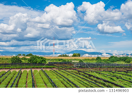 京都府八幡市木津川河床沿岸的茶田 131496903