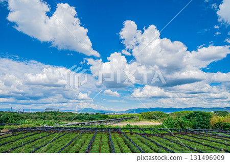 Tea fields on the Kizu River riverbed, Kozuya Bridge (flowing bridge), Yawata City, Kyoto Prefecture 131496909