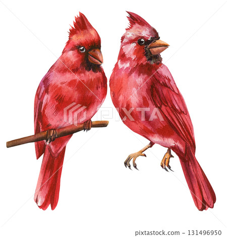 Pair red cardinals watercolor illustration sitting on branch songbirds isolated on white background wildlife decorative art 131496950