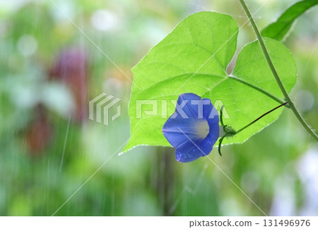 藍色牽牛花在雨中濕漉漉的 藍色牽牛花在雨中濕漉漉的 131496976