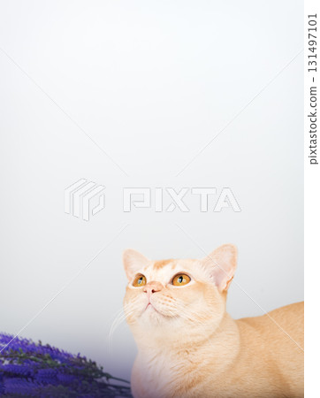 A Burmese cat with yellow eyes and a sprig of lavender A Burmese cat with yellow eyes and a sprig of lavender 131497101