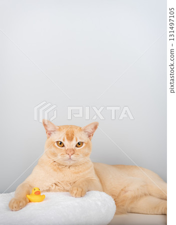 A Burmese cat on a towel with a rubber ducky A Burmese cat on a towel with a rubber ducky 131497105