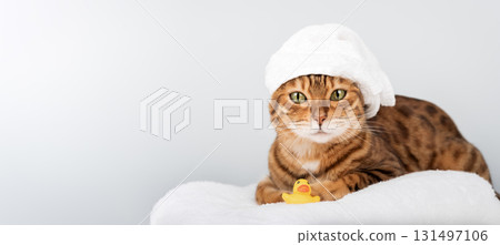 Bengal cat in a towel with a rubber ducky 131497106