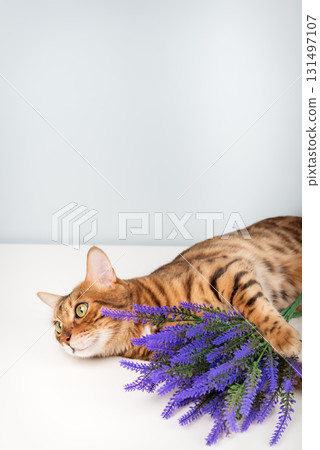 Bengal cat with purple flowers 131497107