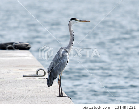 站在海灘上的蒼鷺 站在海灘上的蒼鷺 131497221