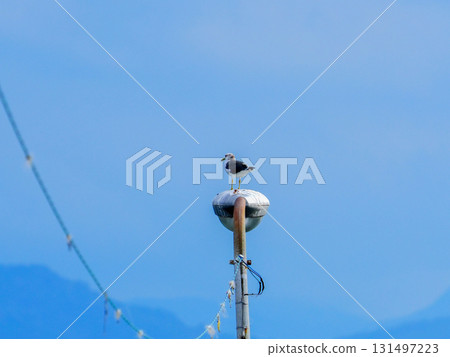 Seagull resting at the seaside 131497223