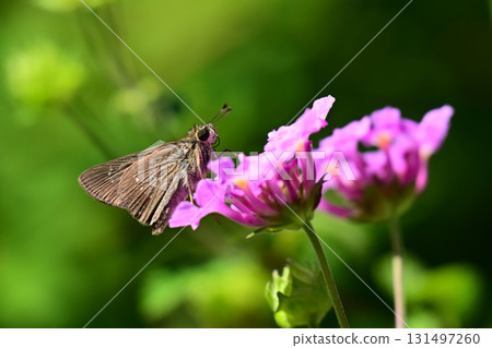 Cute Skipper (small branded swift) Cute Skipper (small branded swift) 131497260