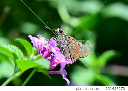 Cute Skipper (small branded swift) 131497273