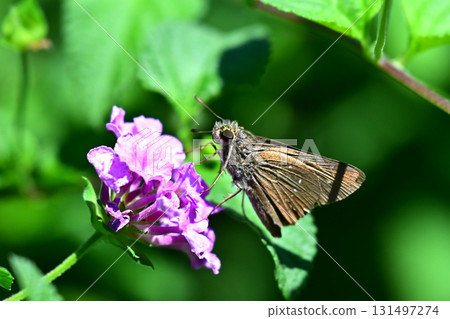 Cute Skipper (small branded swift) 131497274