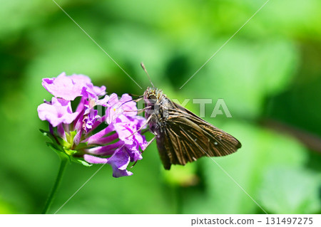 Cute Skipper (small branded swift) Cute Skipper (small branded swift) 131497275