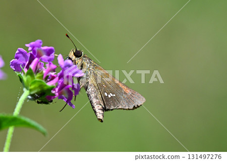 Cute Skipper (small branded swift) Cute Skipper (small branded swift) 131497276