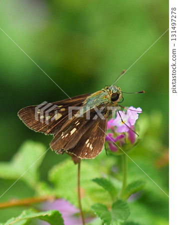 Cute Skipper (small branded swift) Cute Skipper (small branded swift) 131497278
