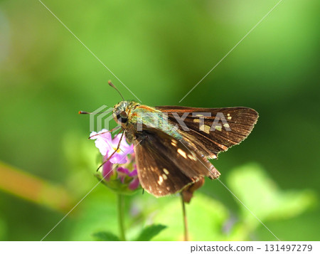 可愛的seri蝴蝶(小品牌雨燕) 可愛的seri蝴蝶(小品牌雨燕) 131497279
