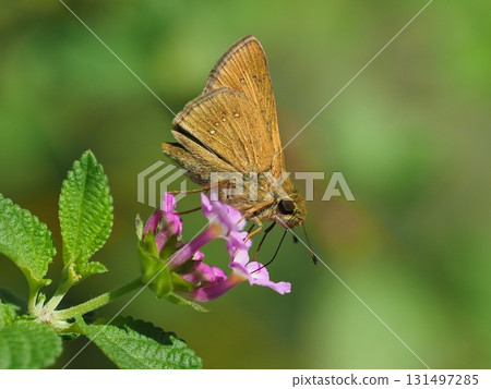 Cute Skipper (small branded swift) 131497285