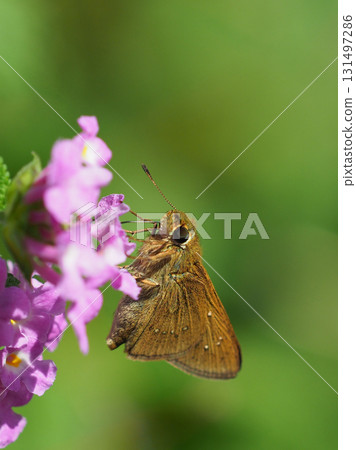 Cute Skipper (small branded swift) 131497286