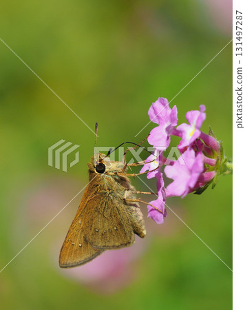 Cute Skipper (small branded swift) 131497287