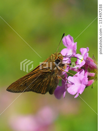 Cute Skipper (small branded swift) 131497288