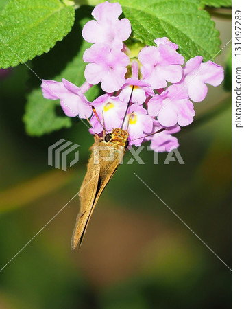 Cute Skipper (small branded swift) 131497289