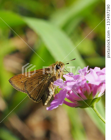 Cute Skipper (small branded swift) 131497290