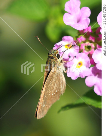Cute Skipper (small branded swift) 131497296